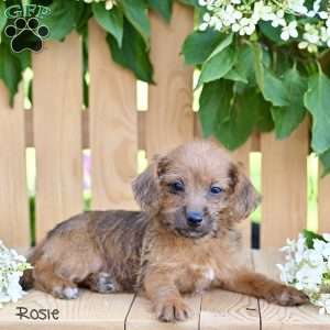 Rosie, Jack-a-poo Puppy