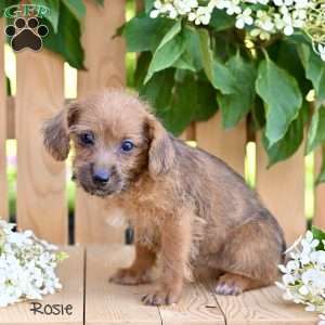 Rosie, Jack-a-poo Puppy