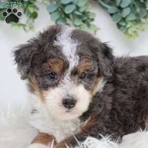 Lester, Mini Bernedoodle Puppy