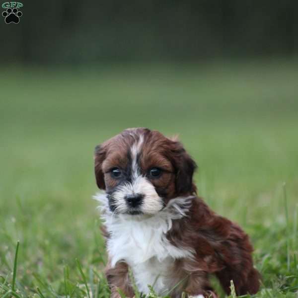 Basil, Toy Poodle Mix Puppy