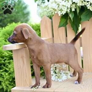 Roxy, Jack-a-poo Puppy