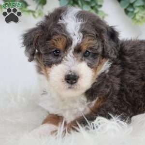 Lester, Mini Bernedoodle Puppy