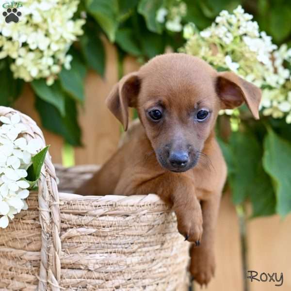 Roxy, Jack-a-poo Puppy