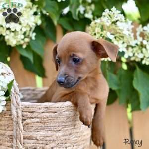 Roxy, Jack-a-poo Puppy