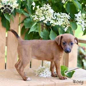 Roxy, Jack-a-poo Puppy