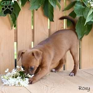 Roxy, Jack-a-poo Puppy