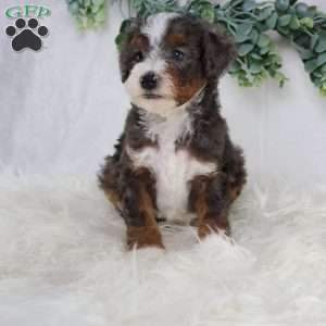 Luke, Mini Bernedoodle Puppy