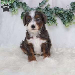 Luke, Mini Bernedoodle Puppy