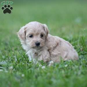 Daxter, Maltipoo Puppy