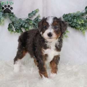 Luke, Mini Bernedoodle Puppy