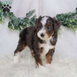 Luke, Mini Bernedoodle Puppy