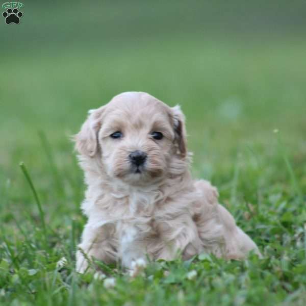 Daxter, Maltipoo Puppy