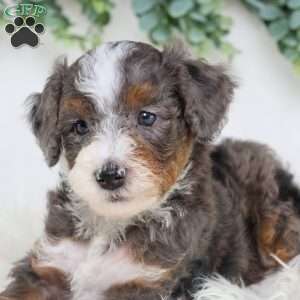 Luke, Mini Bernedoodle Puppy