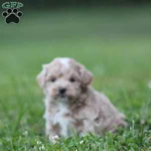 Dimples, Maltipoo Puppy