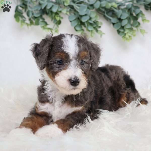 Luke, Mini Bernedoodle Puppy