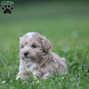 Dimples, Maltipoo Puppy
