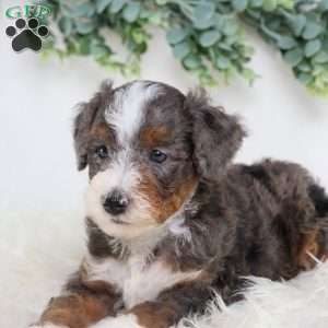 Luke, Mini Bernedoodle Puppy