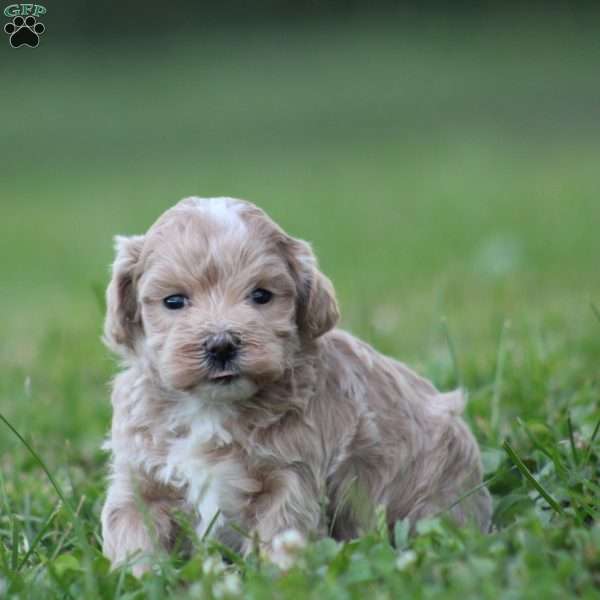 Dimples, Maltipoo Puppy