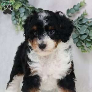 Lynette, Mini Bernedoodle Puppy