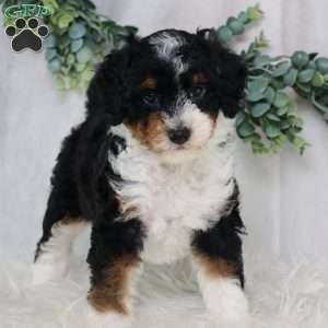 Lynette, Mini Bernedoodle Puppy