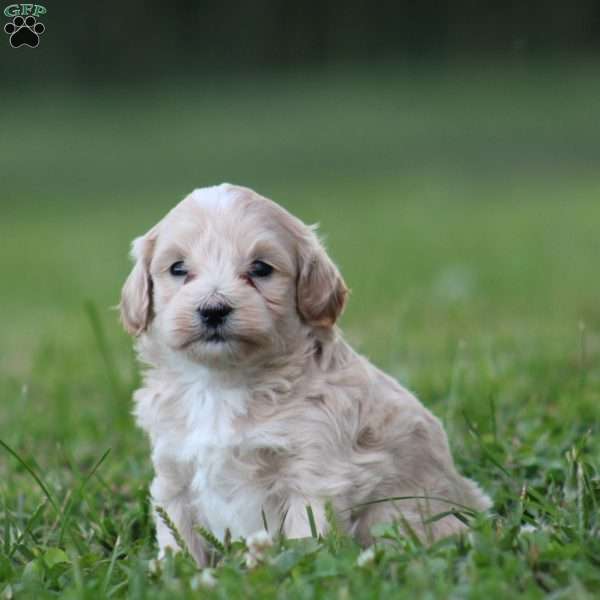 Diamond, Maltipoo Puppy