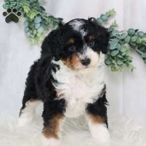 Lynette, Mini Bernedoodle Puppy