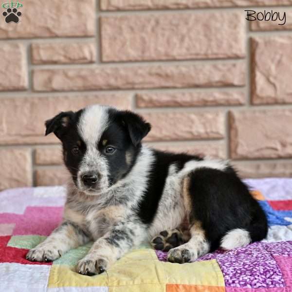 Bobby, Australian Shepherd Mix Puppy