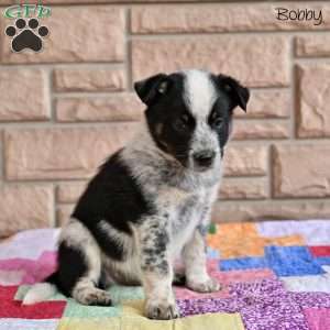 Bobby, Australian Shepherd Mix Puppy