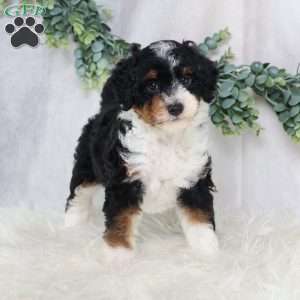 Lynette, Mini Bernedoodle Puppy