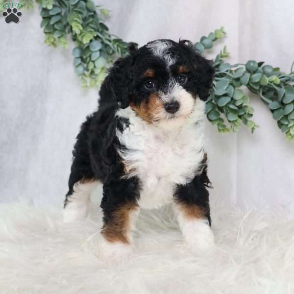 Lynette, Mini Bernedoodle Puppy