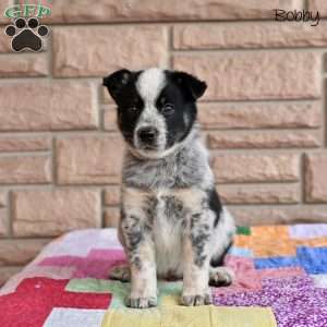 Bobby, Australian Shepherd Mix Puppy