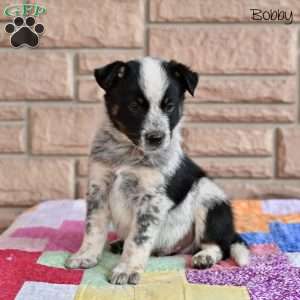 Bobby, Australian Shepherd Mix Puppy