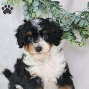 Lynette, Mini Bernedoodle Puppy
