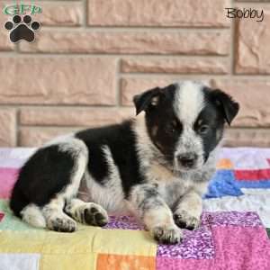 Bobby, Australian Shepherd Mix Puppy