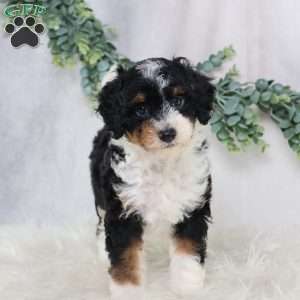 Lynette, Mini Bernedoodle Puppy