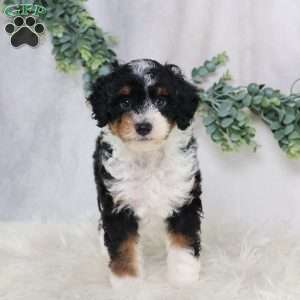 Lynette, Mini Bernedoodle Puppy