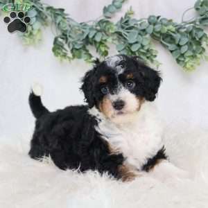 Lynette, Mini Bernedoodle Puppy