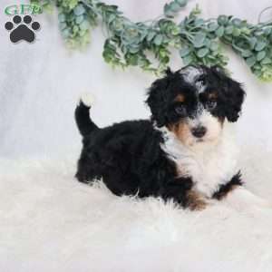 Lynette, Mini Bernedoodle Puppy