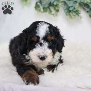 Levi, Mini Bernedoodle Puppy