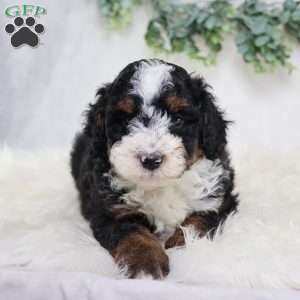 Levi, Mini Bernedoodle Puppy