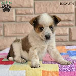 Brownie, Australian Shepherd Mix Puppy