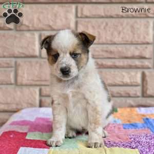 Brownie, Australian Shepherd Mix Puppy