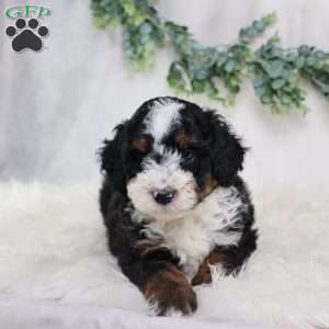Levi, Mini Bernedoodle Puppy