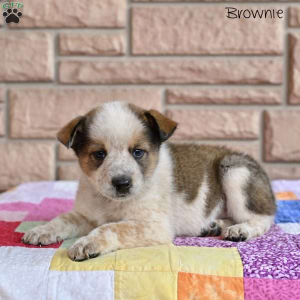 Brownie, Australian Shepherd Mix Puppy