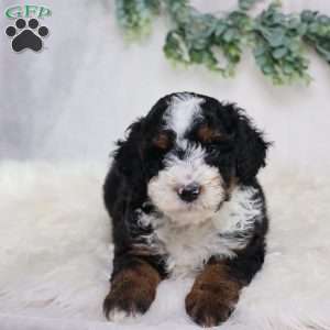 Levi, Mini Bernedoodle Puppy