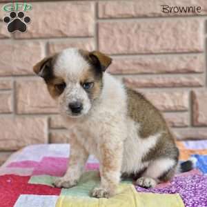 Brownie, Australian Shepherd Mix Puppy