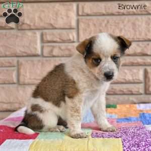 Brownie, Australian Shepherd Mix Puppy