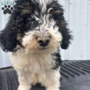 Copy of Dandy, Mini Bernedoodle Puppy