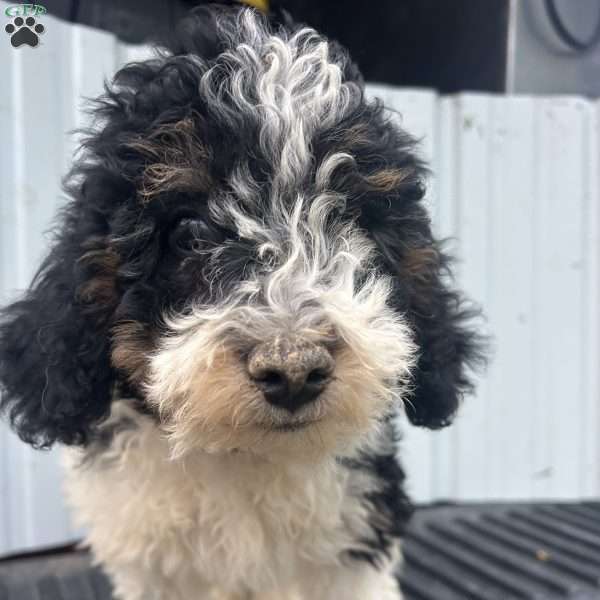 Dandy, Mini Bernedoodle Puppy