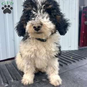Copy of Dandy, Mini Bernedoodle Puppy